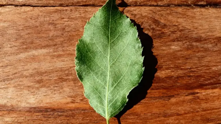 Foglia di alloro posata su una superficie di legno