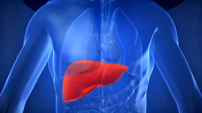 Illustrazione del corpo umano con il fegato evidenziato in rosso