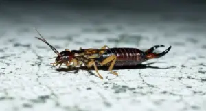 Un insetto forbice su una superficie chiara, visto in primo piano.