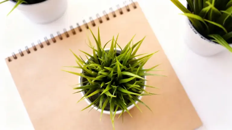 Pianta verde in vaso su quaderno a spirale, vista dall'alto