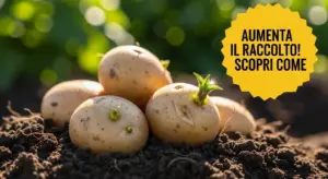 Patate con germogli appoggiate sul terreno in un campo soleggiato