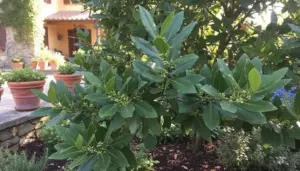 Pianta di alloro rigogliosa in un giardino mediterraneo vicino a una casa