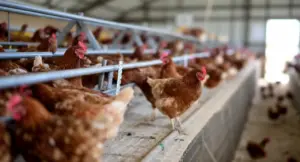 Galline in un allevamento a terra all'interno di un capannone