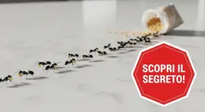 Formiche in fila su un piano della cucina vicino a un contenitore rovesciato con cibo