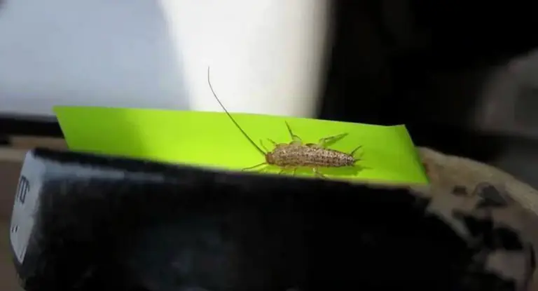 Un pesciolino d’argento su una superficie verde in ambiente domestico