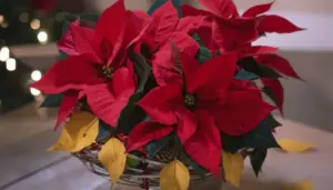 Pianta di Stella di Natale con foglie rosse vive e alcune foglie gialle in un cesto decorativo