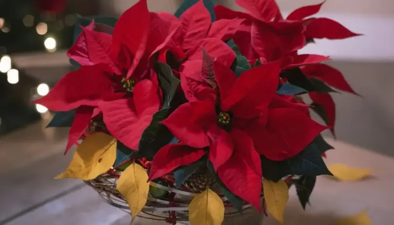 Pianta di Stella di Natale con foglie rosse vive e alcune foglie gialle in un cesto decorativo
