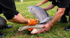 Due persone maneggiano un grande storione in un campo erboso